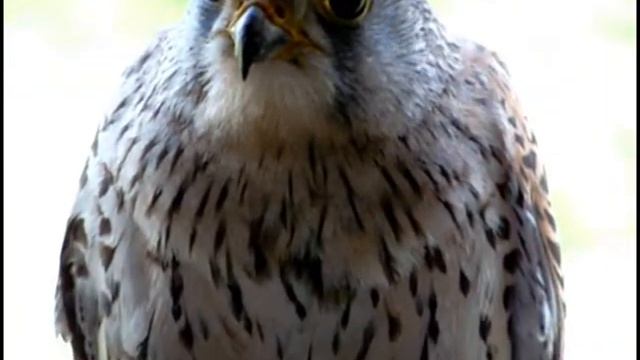 Самка пустельги обыкновенной смотреть онлайн