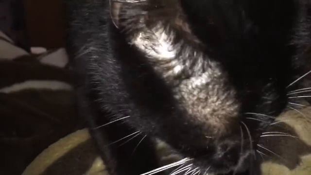 Кот массажист.mp4 смотреть онлайн