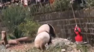 Девочка упала в клетку с пандами и выжила