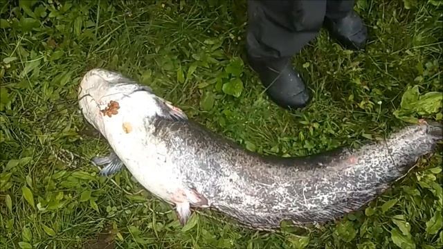 09.07.2018, КРУПНЫЙ СОМ ЛОВИТСЯ И В КЛЁВОМ МЕСТЕ