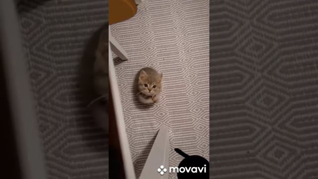 Объясните свою маленькость #tiktok #котята