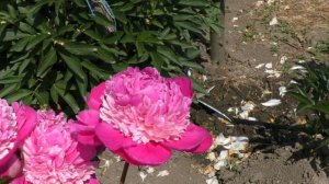 Pink Derby