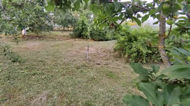 Перцы, томаты и картошка ???️и чуть-чуть цветов??Наша дача смотреть онлайн