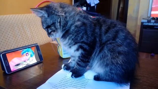 Кот по имени Палтус/необычные клички/котята/про котят смотреть онлайн