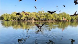 #20 ЛУЧШАЯ ЭКСКУРСИЯ ПАЛОЛЕМА. ШУРИК- СОСКУЧИЛИСЬ? КОРМЛЕНИЕ ОРЛОВ. ЮЖНЫЙ ГОА, ИНДИЯ 2023