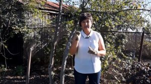 ВИШНЯ | ПРИЧИНЫ ПЛОХОГО ПЛОДОНОШЕНИЯ | ЧТО ДЕЛАТЬ ? Секреты хорошего урожая вишни