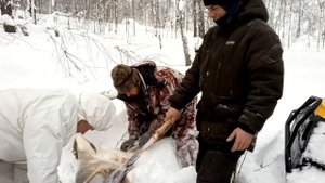 Охота на косулю с подхода. Удачная охота.