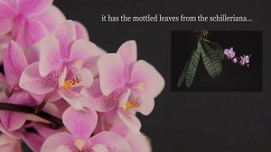 Phalaenopsis Jiaho's Pink Girl // Orchid Spotlight