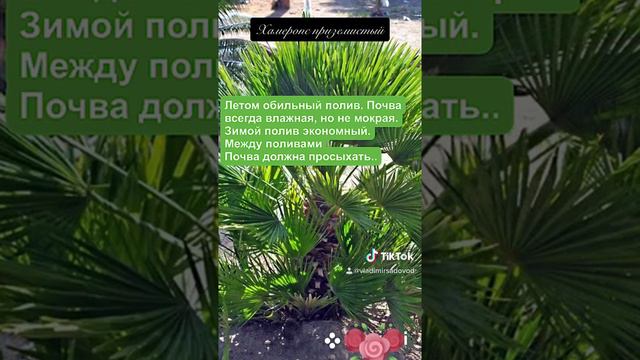 Хамеропс приземистый
