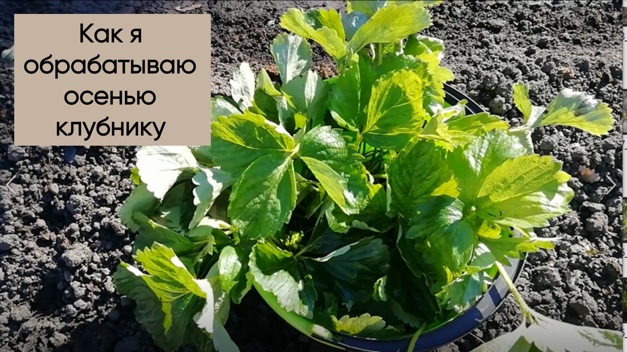 Как я обрабатываю осенью клубнику. смотреть онлайн