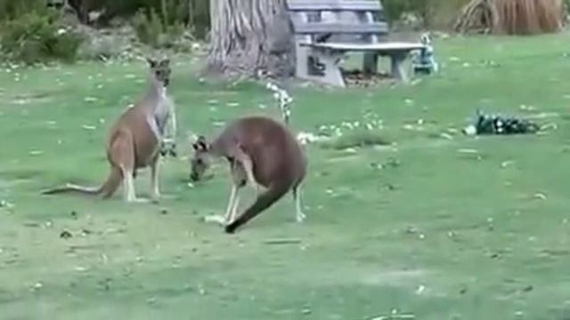 Кенгуру дерутся смотреть онлайн