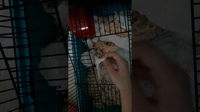 пытаемся помыть хомяка смотреть онлайн