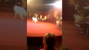 Огромные собаки в цирке