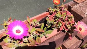 Мезембриантемум цветение, уход