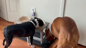 Boxer Astrid with Boston terrier is best friend ! Part 1