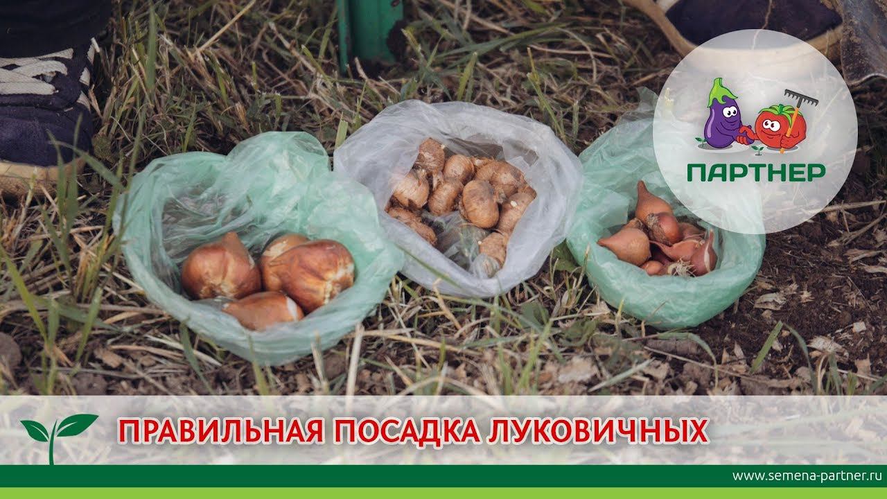 ПРАВИЛЬНАЯ ПОСАДКА ЛУКОВИЧНЫХ