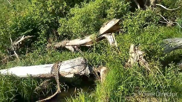 Ура. Золото. Серебро. Коп в Орловской области, или опять о наболевшем. смотреть онлайн