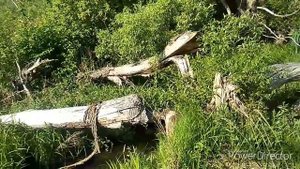 Ура. Золото. Серебро. Коп в Орловской области, или опять о наболевшем.