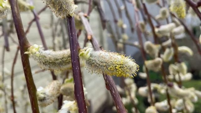 ИВА Козья Пендула? В цвету и После обрезки смотреть онлайн