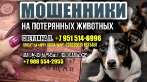 ВНИМАНИЕ ВСЕМ! Мошенники на пропавших животных: Светлана П.  951 514-6996, «наводчица» 988 554-2955