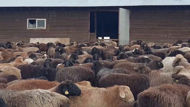 Рабочий день на ферме смотреть онлайн