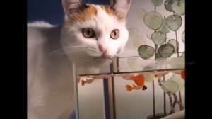 свежие приколы,смешные видео,удачные кадры,ржака,случайные смешные кадры,поднять настроение,приколы