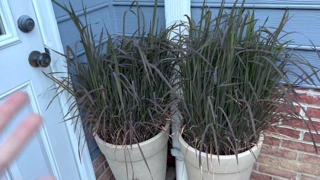 Top 5 plant for July in Zone 7 смотреть онлайн