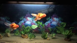 Black Moor, Oranda,  Ryukin,  Red cap Oranda  and Pearlscale Goldfish