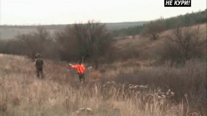 Охота с пойнтером на куропаток . 2018