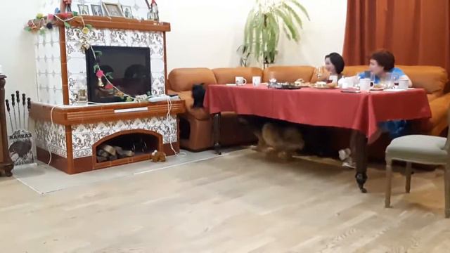 #мопс загрыз овчарку#бешенные игры# смотреть онлайн