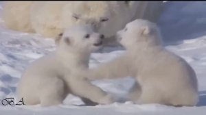 Евгений Кемеровский. Заплутали мишки