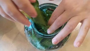 Рецепт хрустящих соленых огурцов. Секрет засолки огурцов в колодезной воде и замачивании