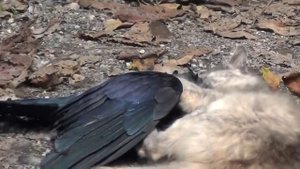 CAT CATCHES CROW...КОШКА ЛОВИТ ВОРОНУ.