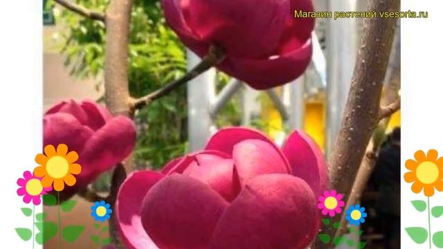 Магнолия гибридная Клеопатра. Краткий обзор, описание характеристик magnolia Cleopatra смотреть онлайн