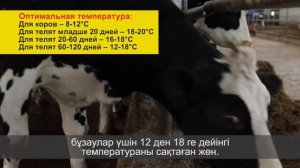 Микроклимат в коровнике