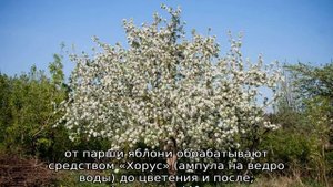 Яблоня Звездочка