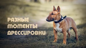 Минибультерьер Дан. Разные моменты дрессировки.