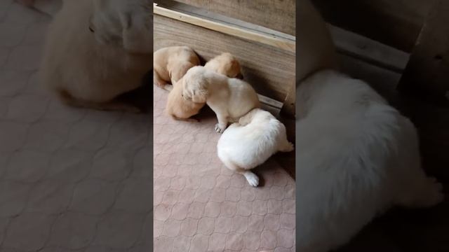 Yellow Labrador Retriever Puppies!!