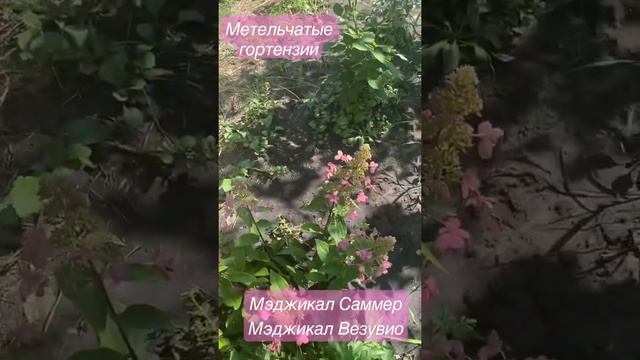 Метельчатые гортензии MAGICAL SWEET SUMMER и MAGICAL VESUVIO