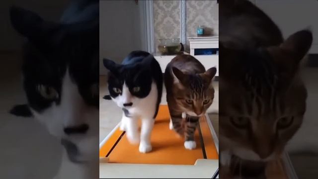 котофитнес