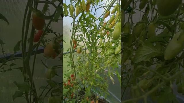 Томат дебослив? Ленинградская область. 11 августа . смотреть онлайн