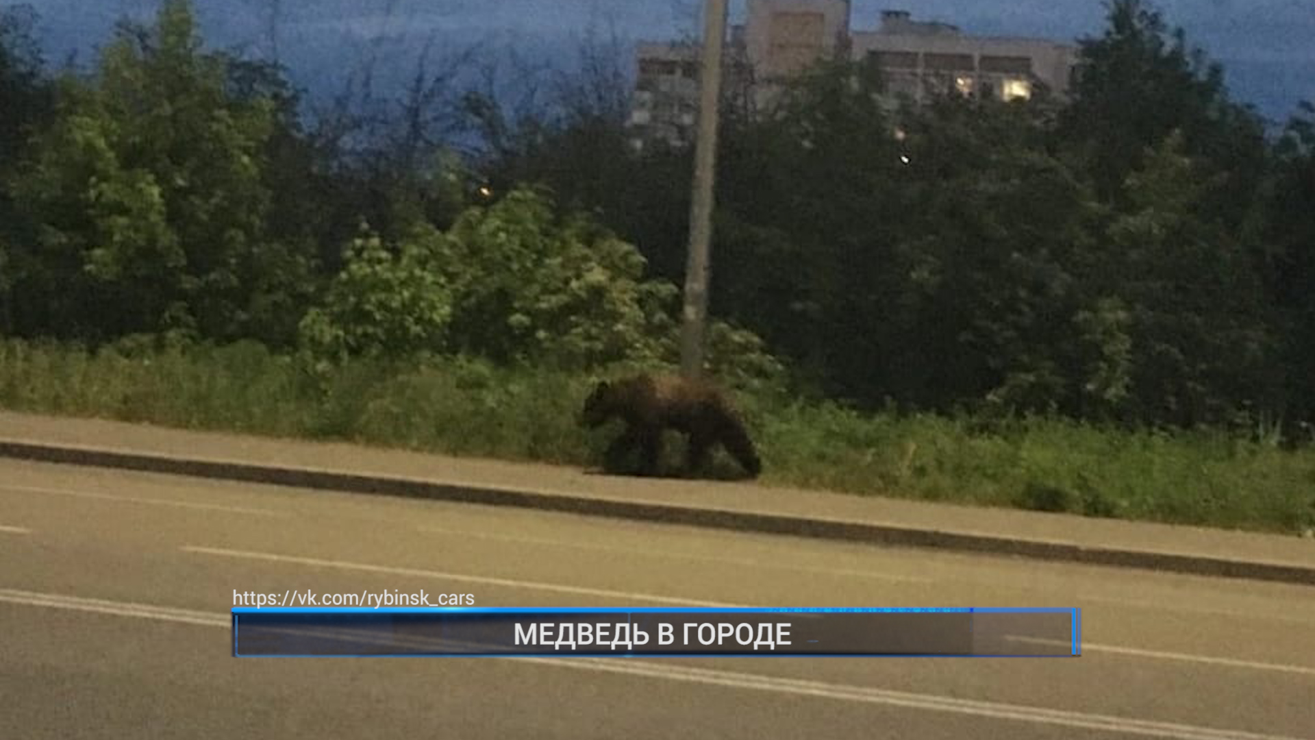 Медведь в городе