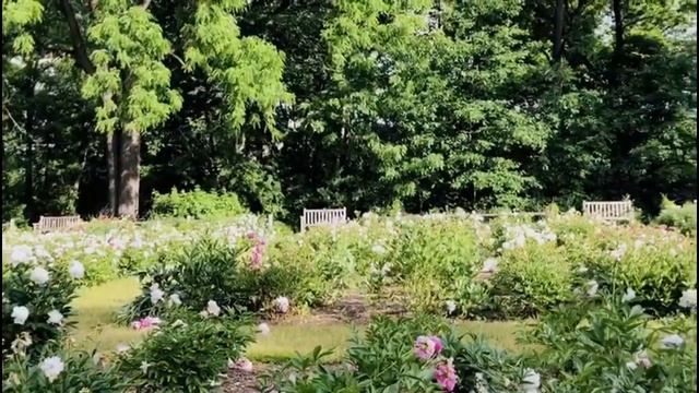 Peony Garden 2020: University of Michigan Nichols Arboretum смотреть онлайн