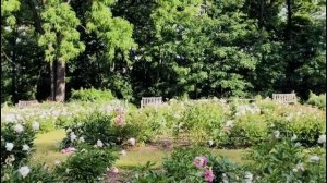 Peony Garden 2020: University of Michigan Nichols Arboretum