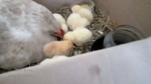 Чем можно кормить цыплят с первых дней жизни в домашних условиях