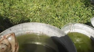 КАК ВЫРАСТИТЬ КОРМ ДЛЯ АКВАРИУМНЫХ РЫБОК ДОМА