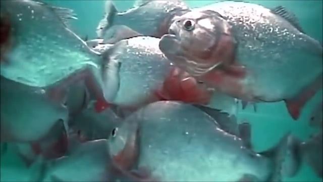 Доказан на видео о пираньи не опасны! смотреть онлайн
