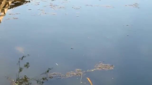 Весной карась идет на нерест в моем пруду после тяжелой зимы смотреть онлайн