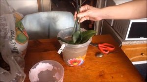 Зачем пересаживать сразу после покупки или моя первая пересадка мини орхидеи в закрытую систему