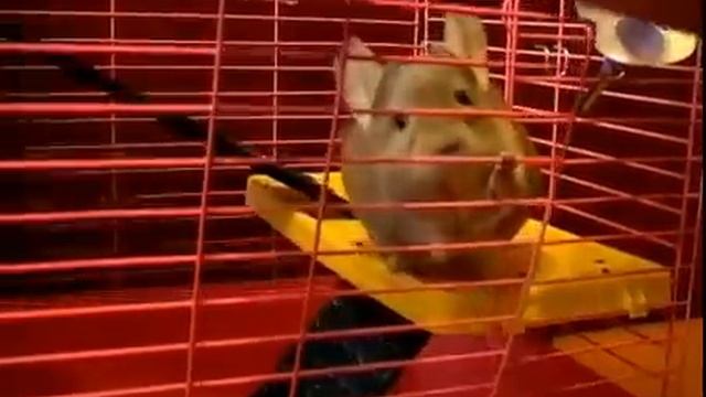 Все о шиншиллах дома. Домашняя шиншилла, домашние шиншиллы.